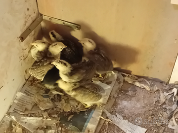 Galline Auracana pure