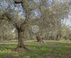 TER. AGRICOLO A PALOMBARA SABINA