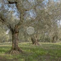 TER. AGRICOLO A PALOMBARA SABINA