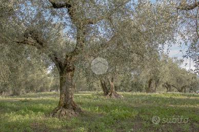 TER. AGRICOLO A PALOMBARA SABINA