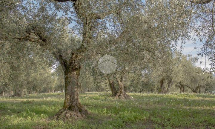 TER. AGRICOLO A PALOMBARA SABINA