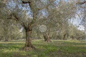 TER. AGRICOLO A PALOMBARA SABINA