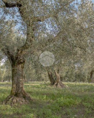 TER. AGRICOLO A PALOMBARA SABINA