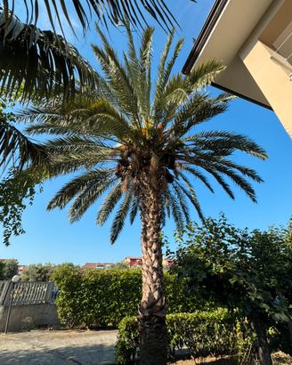 Palma adulta con datteri