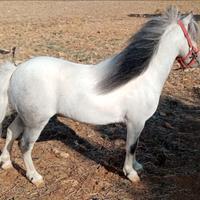 Pony