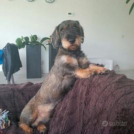 Bassotta taglia standard pelo ispido