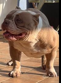 American Bully Top Girl