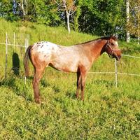 Cavalli stalloni appaloosa