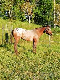 Cavalli stalloni appaloosa