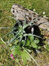 Aloe in vaso
