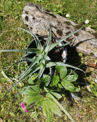 Aloe in vaso
