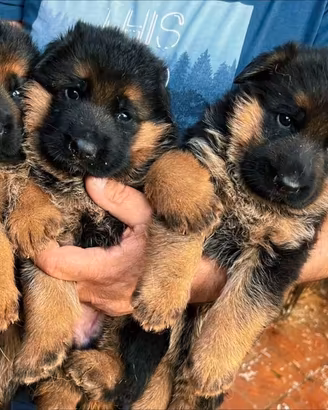 Super cuccioli alta genealogia(PEDIGREE ROSA)