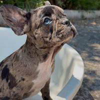 Cuccioli di bulldog francese