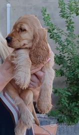 Splendidi cuccioli di cocker spaniel inglese