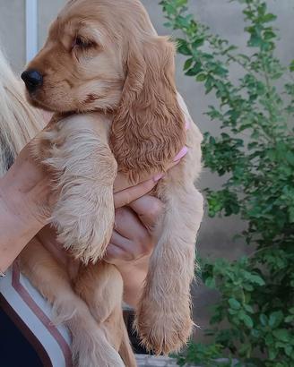 Splendidi cuccioli di cocker spaniel inglese