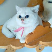 Gattina british shorthair di 4 mesi