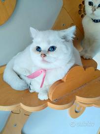 Gattina british shorthair di 4 mesi