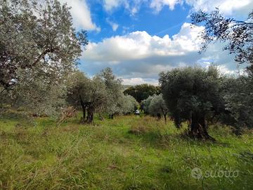 Terreno agricolo ad Acquaviva di Nerola