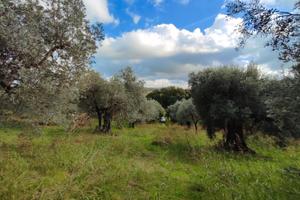 Terreno agricolo ad Acquaviva di Nerola
