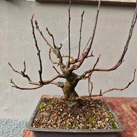 bonsai di melo