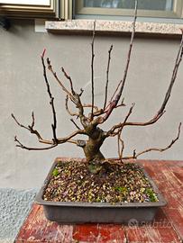 bonsai di melo