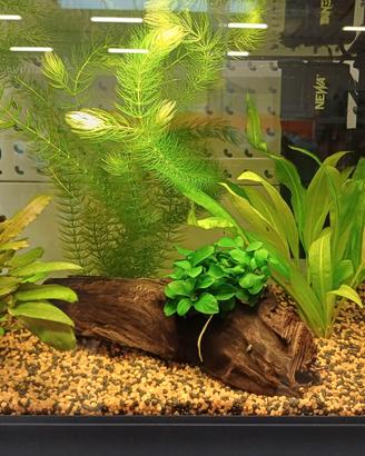 Acquario Mirabello 30 litri completo e funzionante
