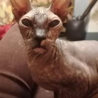 Getting Don Sphynx