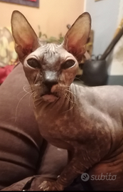 Getting Don Sphynx