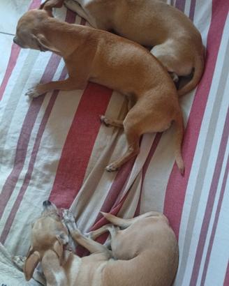 Chihuahua pura razza son dolcissimi