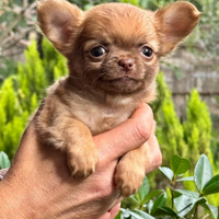 Chihuahua maschio a pelo lungo