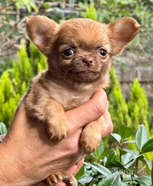 Chihuahua maschio a pelo lungo