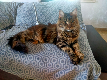 Maine Coon femmina 1 anno