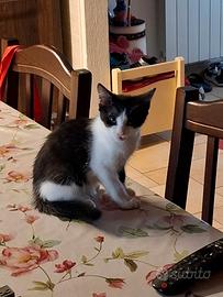 Gattini