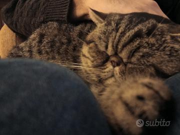 Gatti exotic shortair