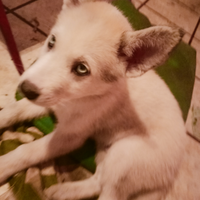 Vendita cuccioli incrocio husky e Maremmano