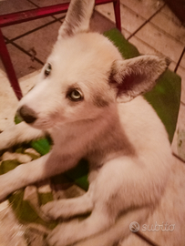 Vendita cuccioli incrocio husky e Maremmano