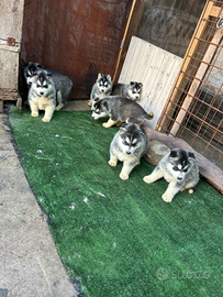 Cuccioli Siberian husky