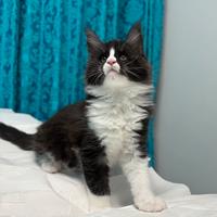 Maine coon black smook con bianco