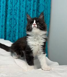 Maine coon black smook con bianco