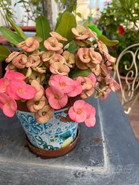 Pianta rosa  deliziosa Euphorbia