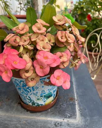 Pianta rosa  deliziosa Euphorbia