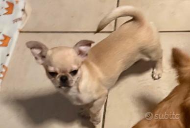 Chihuahua cucciola