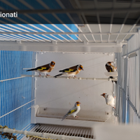 Cardellini Major Opale