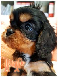 Cuccioli di CAVALIER KING CHARLES SPANIEL