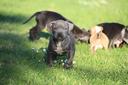 cuccioli-di-pit-bull-con-pedigree-anche-a-rate