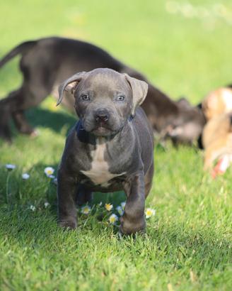 Cuccioli di Pit Bull con Pedigree anche a rate