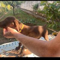 Cucciolo cane da penna