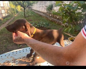 Cucciolo cane da penna