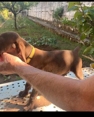 Cucciolo cane da penna