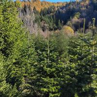 punte di abeti di varie altezze